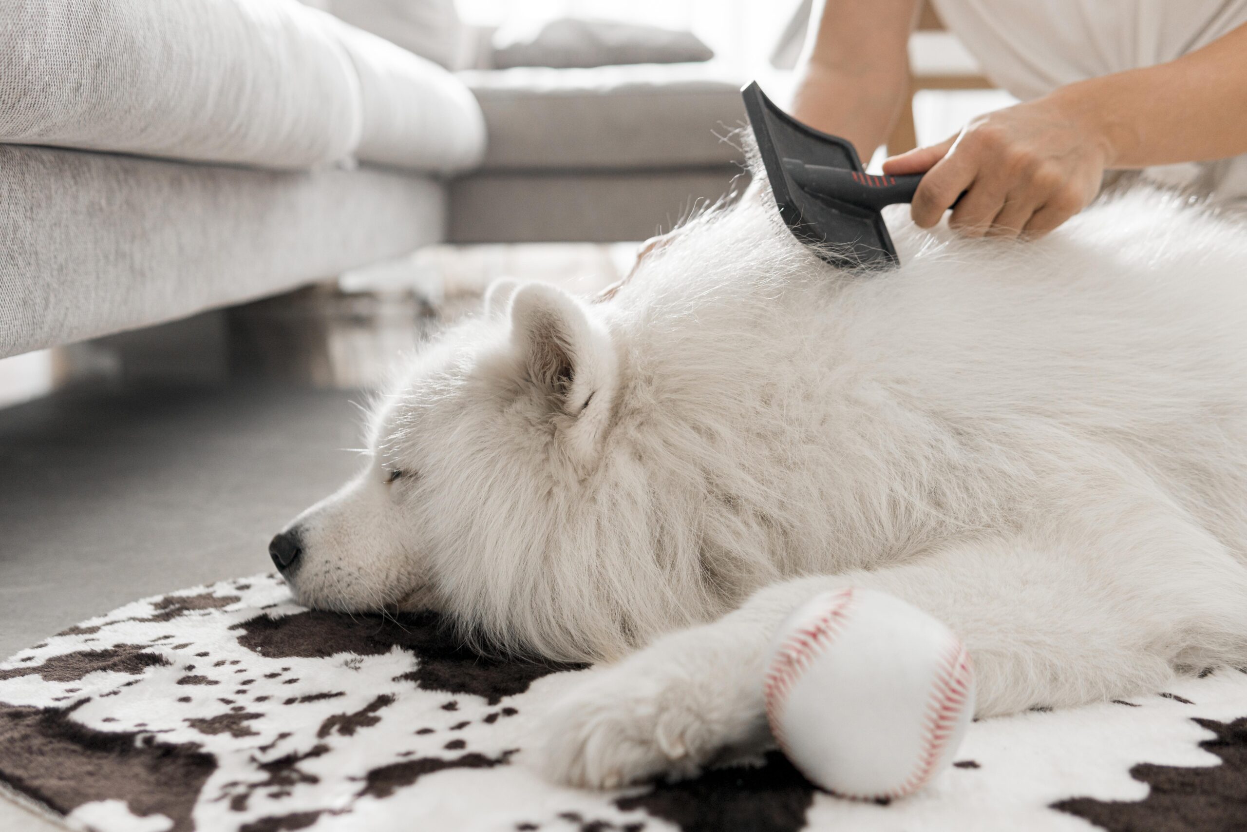 Signs Your Indoor Pet Needs a Grooming Session