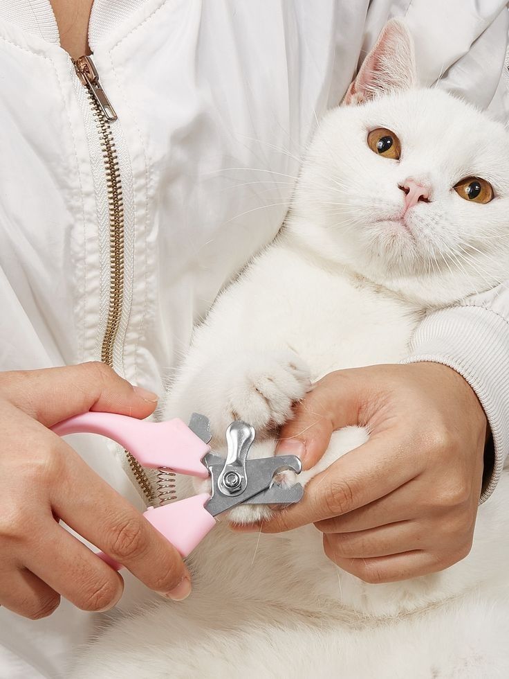 How To Trim A Cat’s Nails