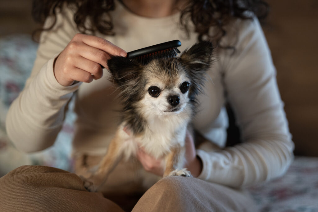Regular Grooming for Indoor Pets
