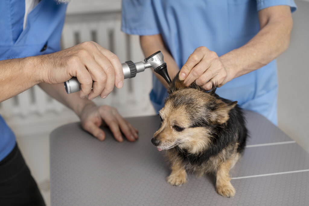 Step By Step Towards Cleaning Your Dog’s Ears