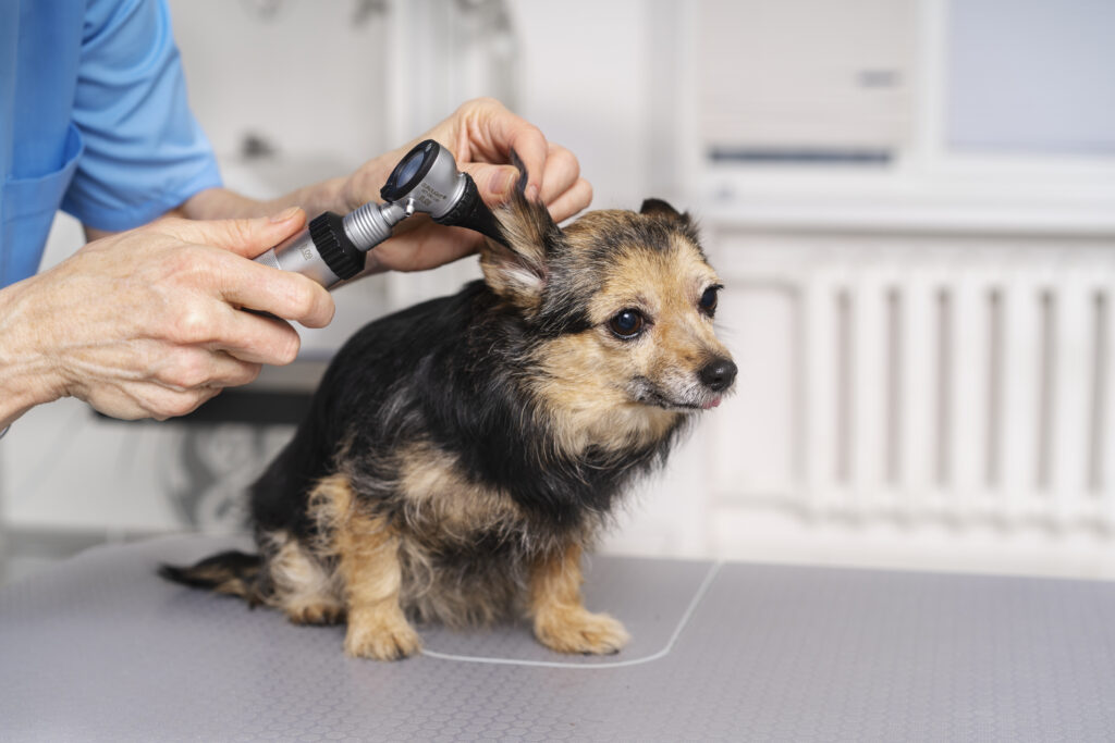 How to Clean Your Dog’s Ears